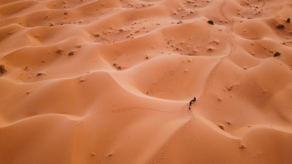 beautiful camel in sahara desert